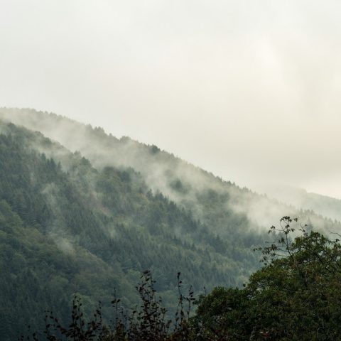 green trees on mountain during daytime