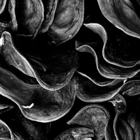 grayscale photo of mushrooms