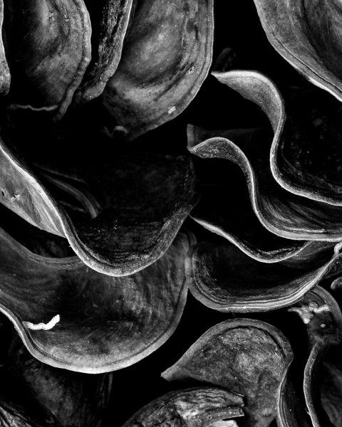 grayscale photo of mushrooms