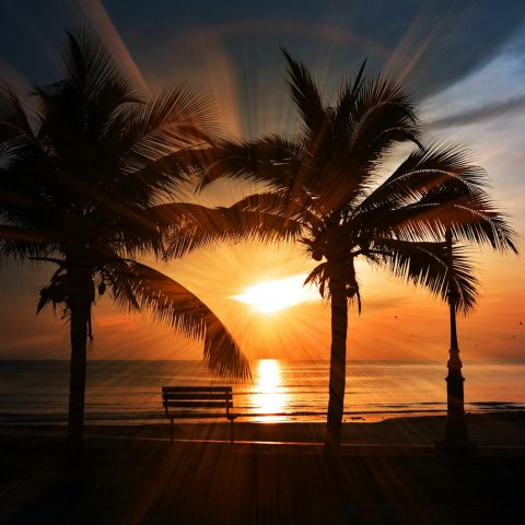 Captivating tropical beach sunset with silhouettes of palm trees and a bench facing the ocean.