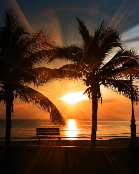 Captivating tropical beach sunset with silhouettes of palm trees and a bench facing the ocean.