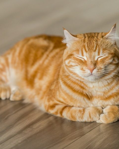 orange tabby cat on brown parquet floor