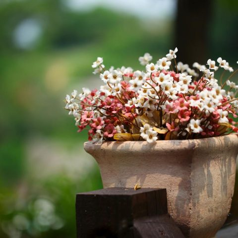 A vibrant close-up of blooming flowers in a clay pot with a natural blurred background.