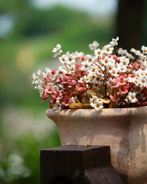A vibrant close-up of blooming flowers in a clay pot with a natural blurred background.