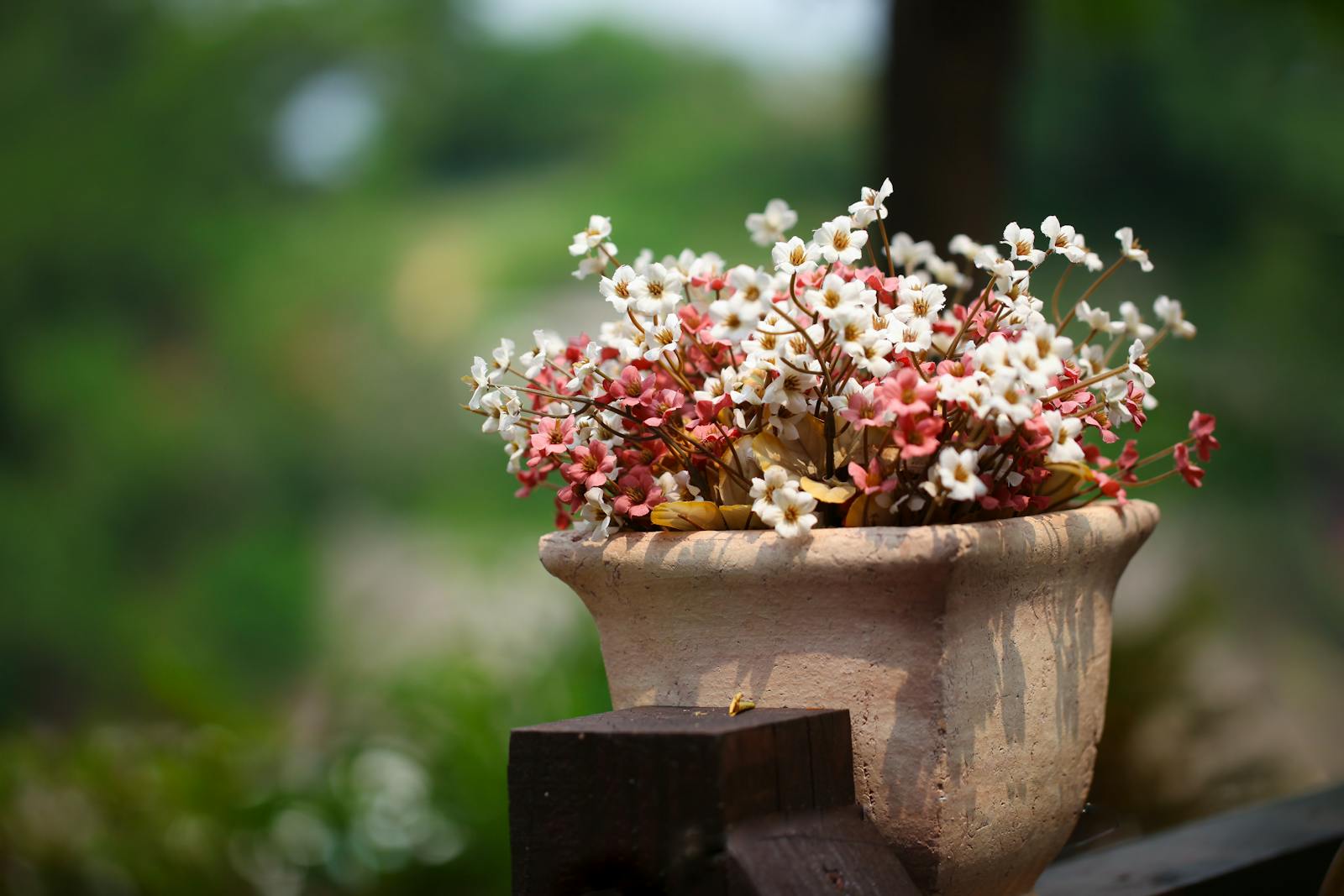A vibrant close-up of blooming flowers in a clay pot with a natural blurred background.