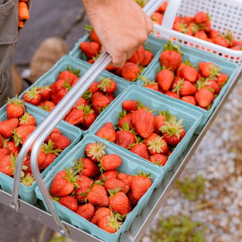a person is holding a tray of strawberries