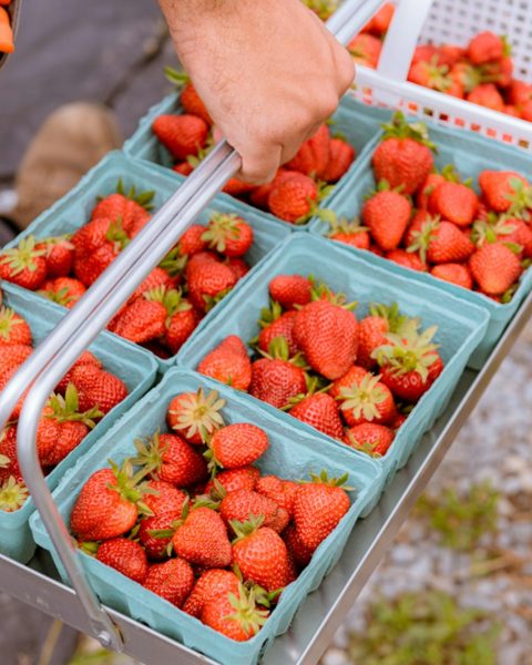 a person is holding a tray of strawberries