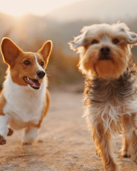 two brown and white dogs running dirt road during daytime
