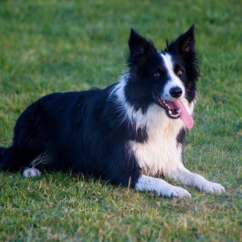 Hond zit rustig op de vloer van een woonkamer