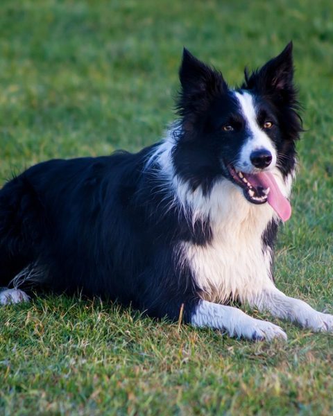 Hond zit rustig op de vloer van een woonkamer
