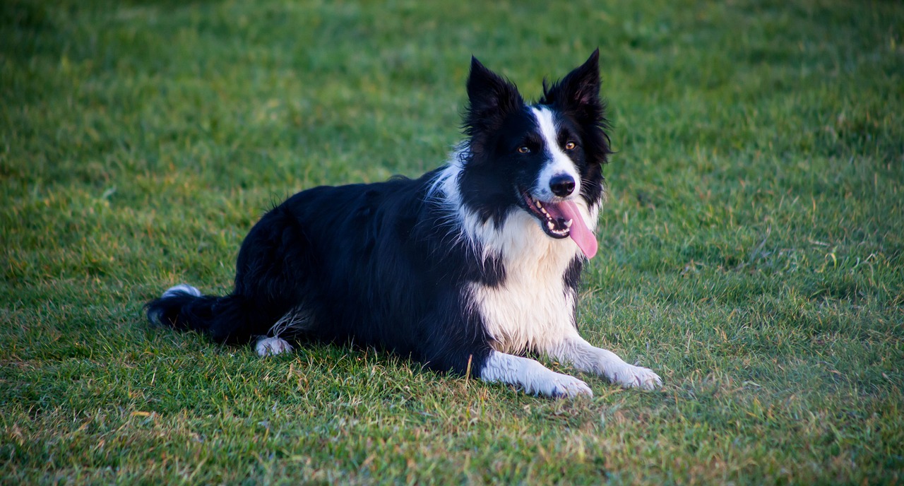 Hond zit rustig op de vloer van een woonkamer