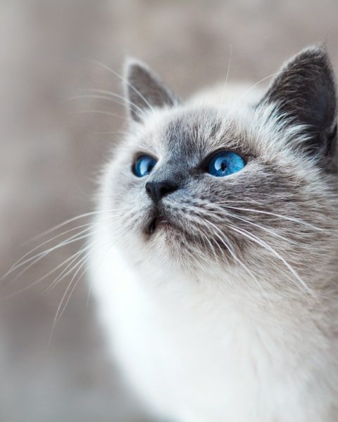 white and gray cat