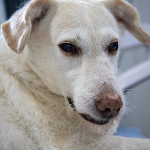 Dierenarts onderzoekt een hond tijdens een spoedconsult 's nachts