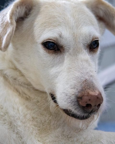 Dierenarts onderzoekt een hond tijdens een spoedconsult 's nachts