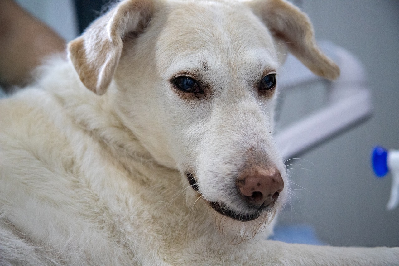 Dierenarts onderzoekt een hond tijdens een spoedconsult 's nachts