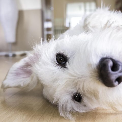 Een hond zit rustig naast een oppas in een huiselijke woonkamer