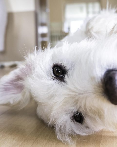 Een hond zit rustig naast een oppas in een huiselijke woonkamer
