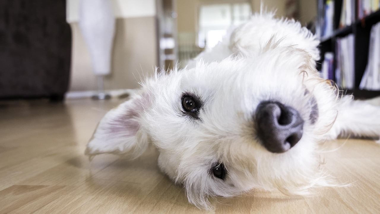 Een hond zit rustig naast een oppas in een huiselijke woonkamer