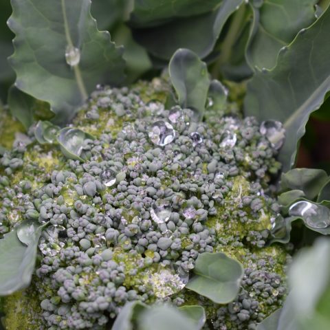 Verse courgettes, tomaten en bonen geoogst uit een zomerse moestuin