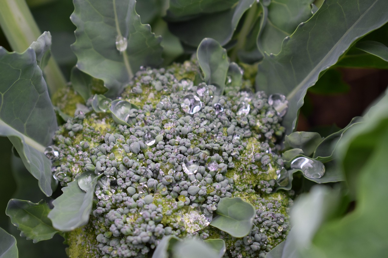 Verse courgettes, tomaten en bonen geoogst uit een zomerse moestuin