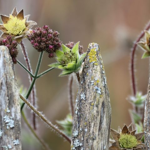 Herfstbloeiende border met sedum en asters in een Belgische tuin