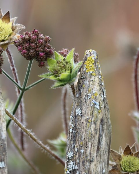Herfstbloeiende border met sedum en asters in een Belgische tuin
