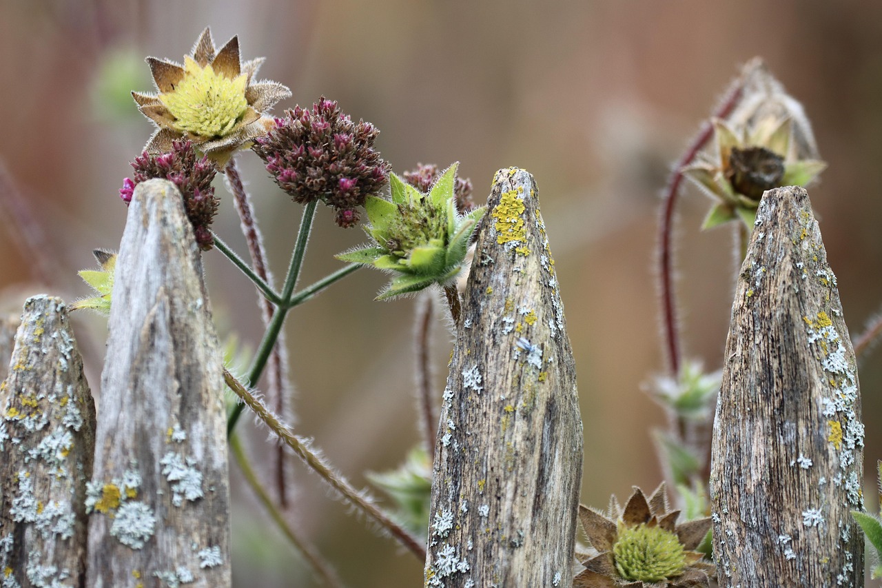 Herfstbloeiende border met sedum en asters in een Belgische tuin