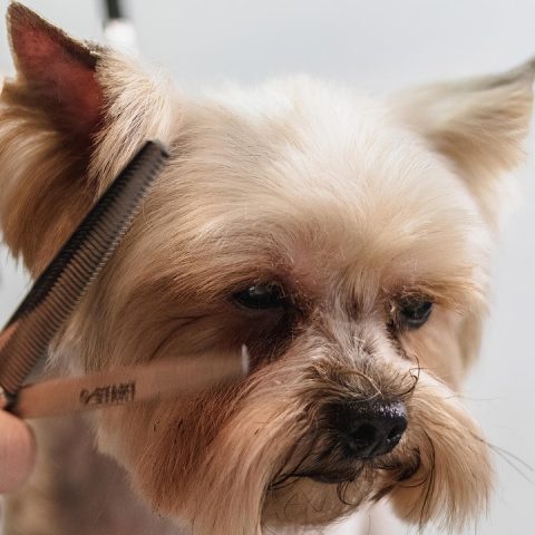 Trimmer die een kleine hond aan huis verzorgt op een professionele werktafel