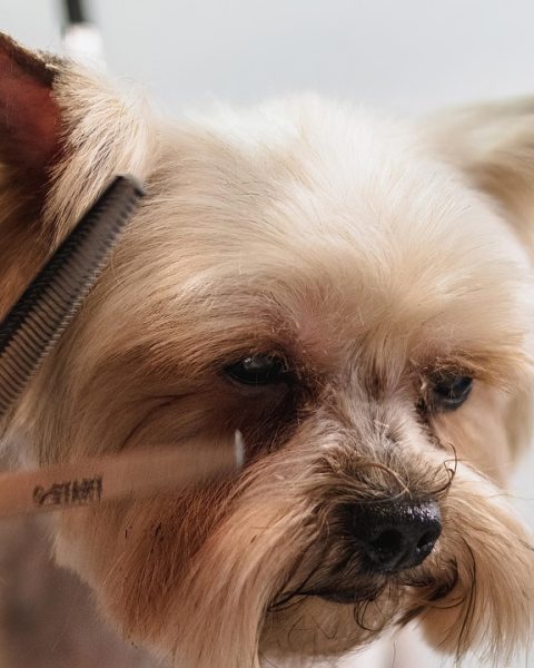 Trimmer die een kleine hond aan huis verzorgt op een professionele werktafel