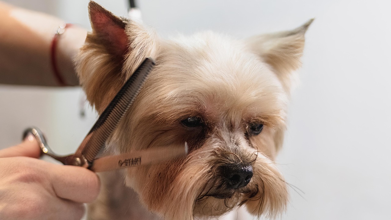 Trimmer die een kleine hond aan huis verzorgt op een professionele werktafel