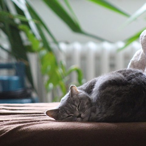 Een ontspannen kat liggend op de bank in een huiselijke omgeving