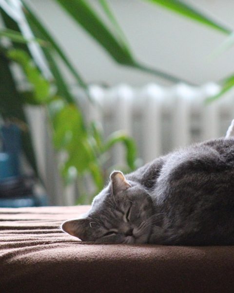 Een ontspannen kat liggend op de bank in een huiselijke omgeving