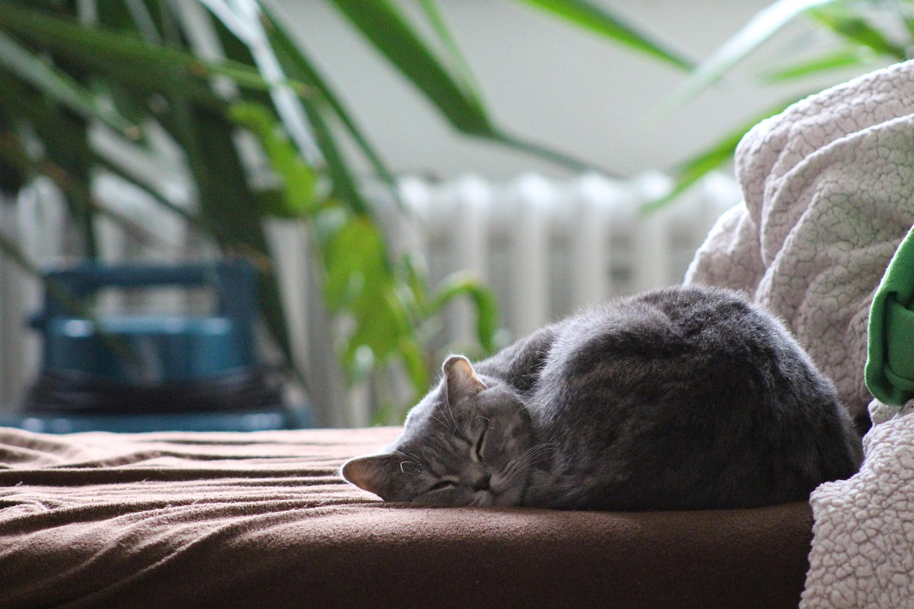 Een ontspannen kat liggend op de bank in een huiselijke omgeving
