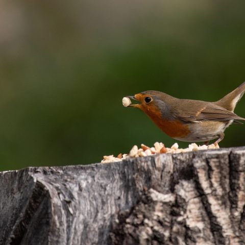 Een kleuter strooit zonnebloempitten op een zelfgemaakte houten vogelvoederplank in een herfstse tuin