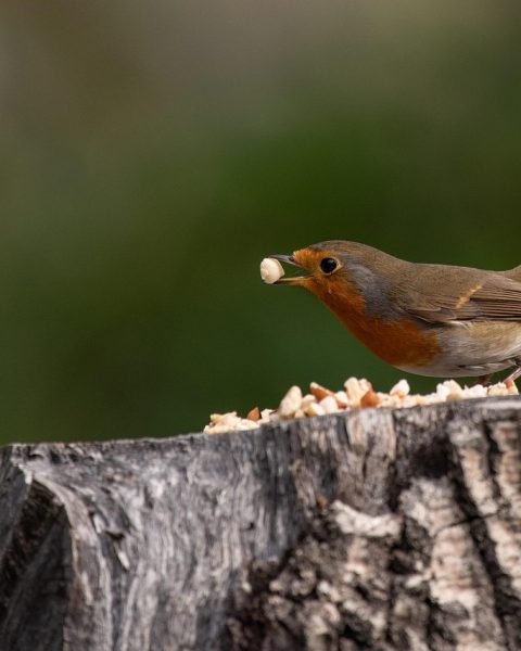 Een kleuter strooit zonnebloempitten op een zelfgemaakte houten vogelvoederplank in een herfstse tuin