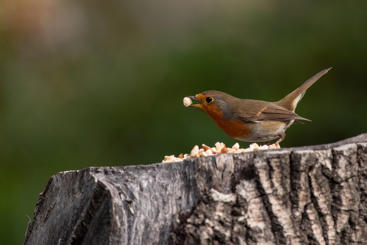 Een kleuter strooit zonnebloempitten op een zelfgemaakte houten vogelvoederplank in een herfstse tuin
